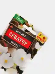 Бегония Сенатор белая (семена,цветы)