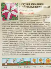 Петуния "Лавина пурпурная звезда" семена, цветы