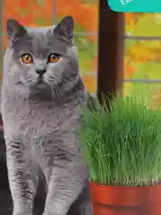 Трава для кошек семена