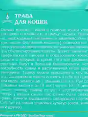 Трава для кошек семена