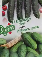 Семена огурцов, популярные на грядке (2 в 1): Китайский змей + Король грядки