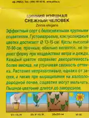 Семена Цинния изящная "Снежный человек"