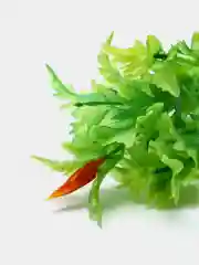 Лайм растение для аквариума