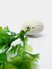 Лайм растение для аквариума