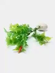 Лайм растение для аквариума