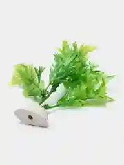 Лайм растение для аквариума