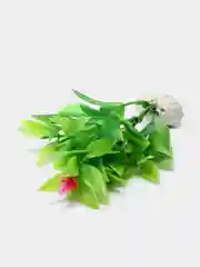 Зеленый растение для аквариума