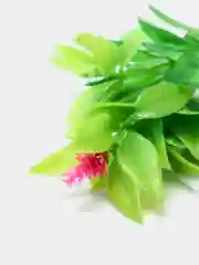 Зеленый растение для аквариума