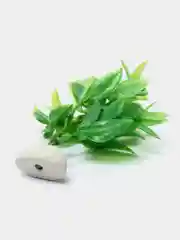 Зеленый растение для аквариума