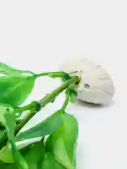 Зеленый растение для аквариума