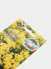 Алиссум Горное золото (семена,цветы)