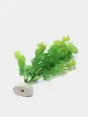 Лесной зеленый растение для аквариума