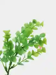 Лесной зеленый растение для аквариума