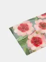 Лапчатка Мисс Вильмот (семена)