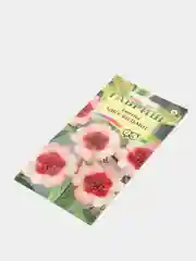 Лапчатка Мисс Вильмот (семена)