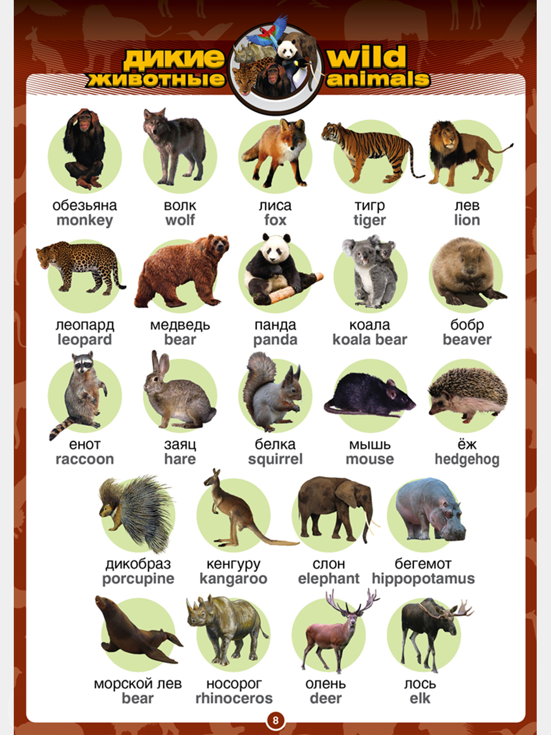 Имя animals. Животнее на английском языке. Животные названия. Животные по английскому. Названия животных на английском языке.