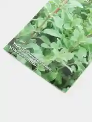 Семена Майоран садовый "Лакомка"