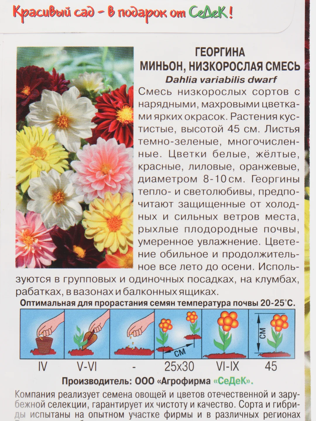 Семена Георгина  Миньон  низкорослая смесь