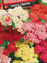 Тысячелистник "Волшебные сны", семена, цветы