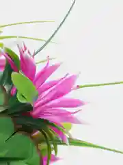 Фуксия искусственные Ромашки
