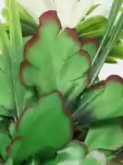 Белый искусственные Ромашки