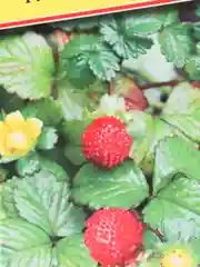Семена Дюшенея Тутти фрутти