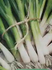 Лук Чиполлино батун (семена)