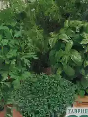 Огород на подоконнике (семена)