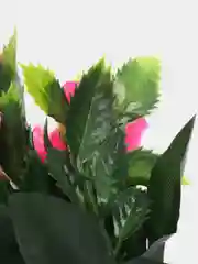 Розовый искусственные цветы. Розы (пластиковый букет)