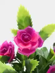 Индиго искусственные цветы. Розы (пластиковый букет)