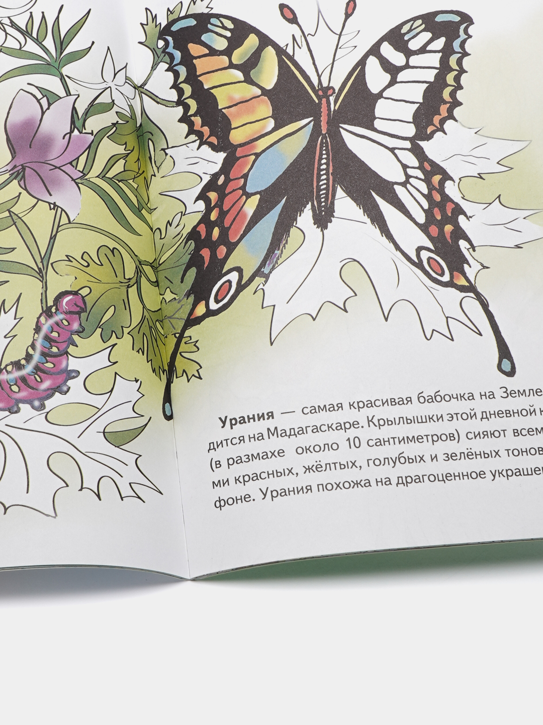 Раскраска Красивая бабочка