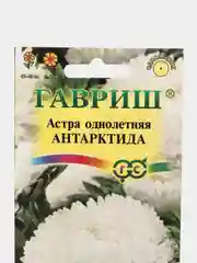 Астра "Антарктида", семена