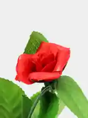 Лиана с розами