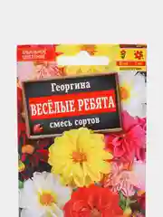 Георгина Веселые ребята(двойная граммовка)