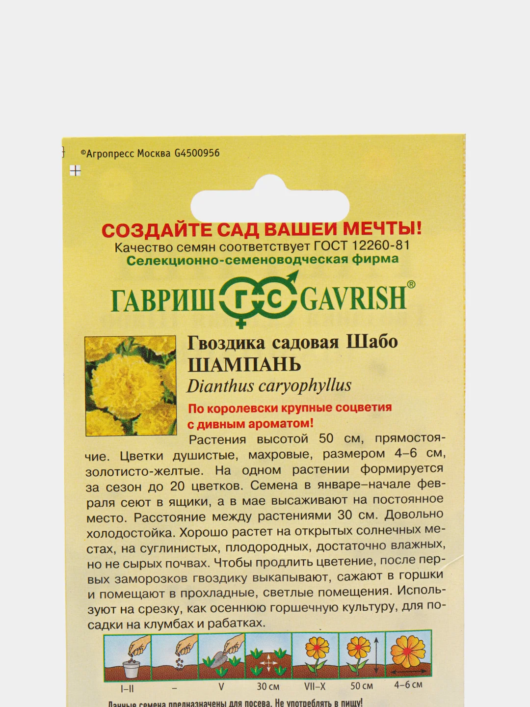 Гвоздика Шабо шампань (семена,цветы)