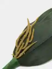 Искусственные листья орхидеи