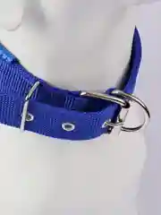 Голубой ошейник для собак и кошек, нейлоновый, с подкладкой, плетеный