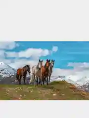 Белый алмазная мозаика на подрамнике, 40*50 см, "Лошади"