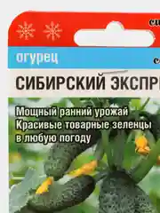 Огурец "Сибирский экспресс F1", семена, сибирский сад