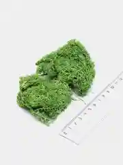 Голубой цветной мох для декорирования и моделирования, 20 грамм