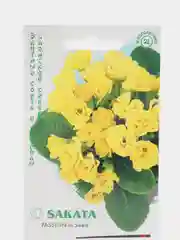 Примула Розанна желтая (семена,цветы)