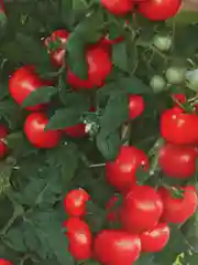Томат "Чудо карлик" (семена)