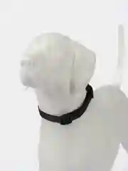 Черный ошейник нейлоновый для собак