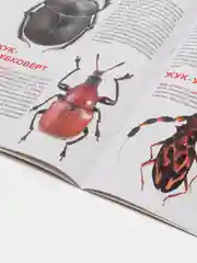 Жуки. Большая книга. Загадочный мир насекомых. Для девочек и мальчиков от 6 лет. Завязкин