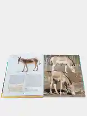 Энциклопедия для детей "Лошади"
