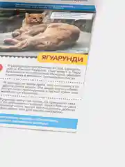 Красный книга для детей Мини - энциклопедии