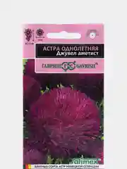 Семена цветы "Астра Джувел аметист"