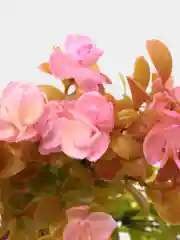 Искусственные цветы. Ротала круглолистная (пластиковый букет). Высота: 34см. D бутона 2см