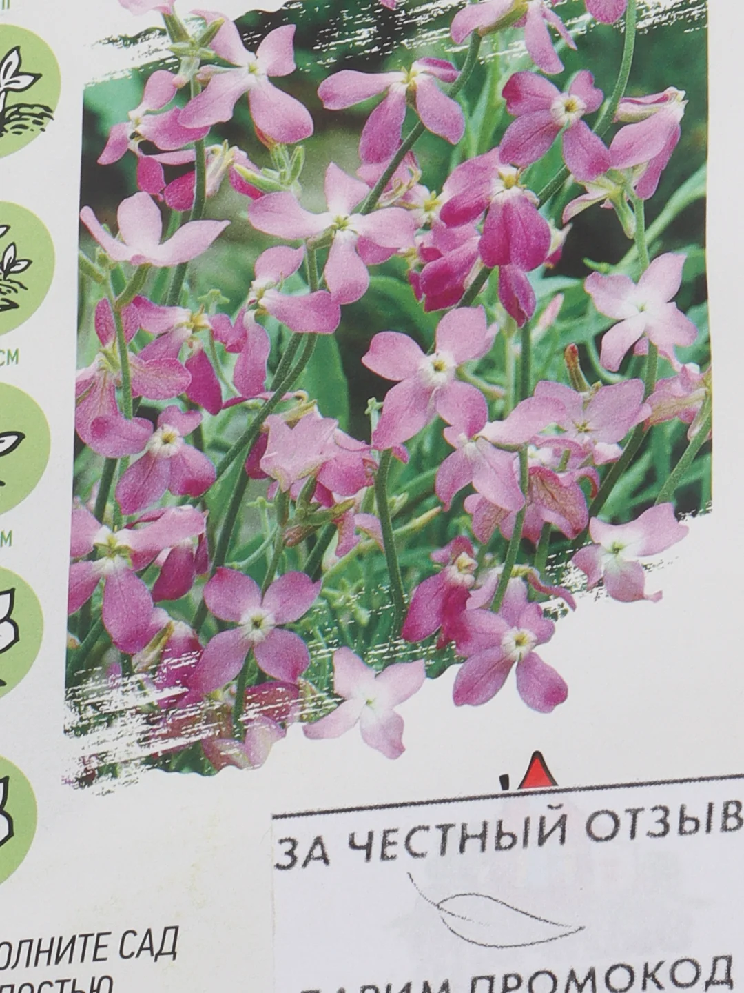 Семена фиалка "Маттиола" цветы садовые