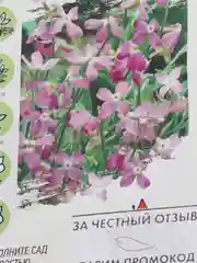 Семена фиалка "Маттиола" цветы садовые